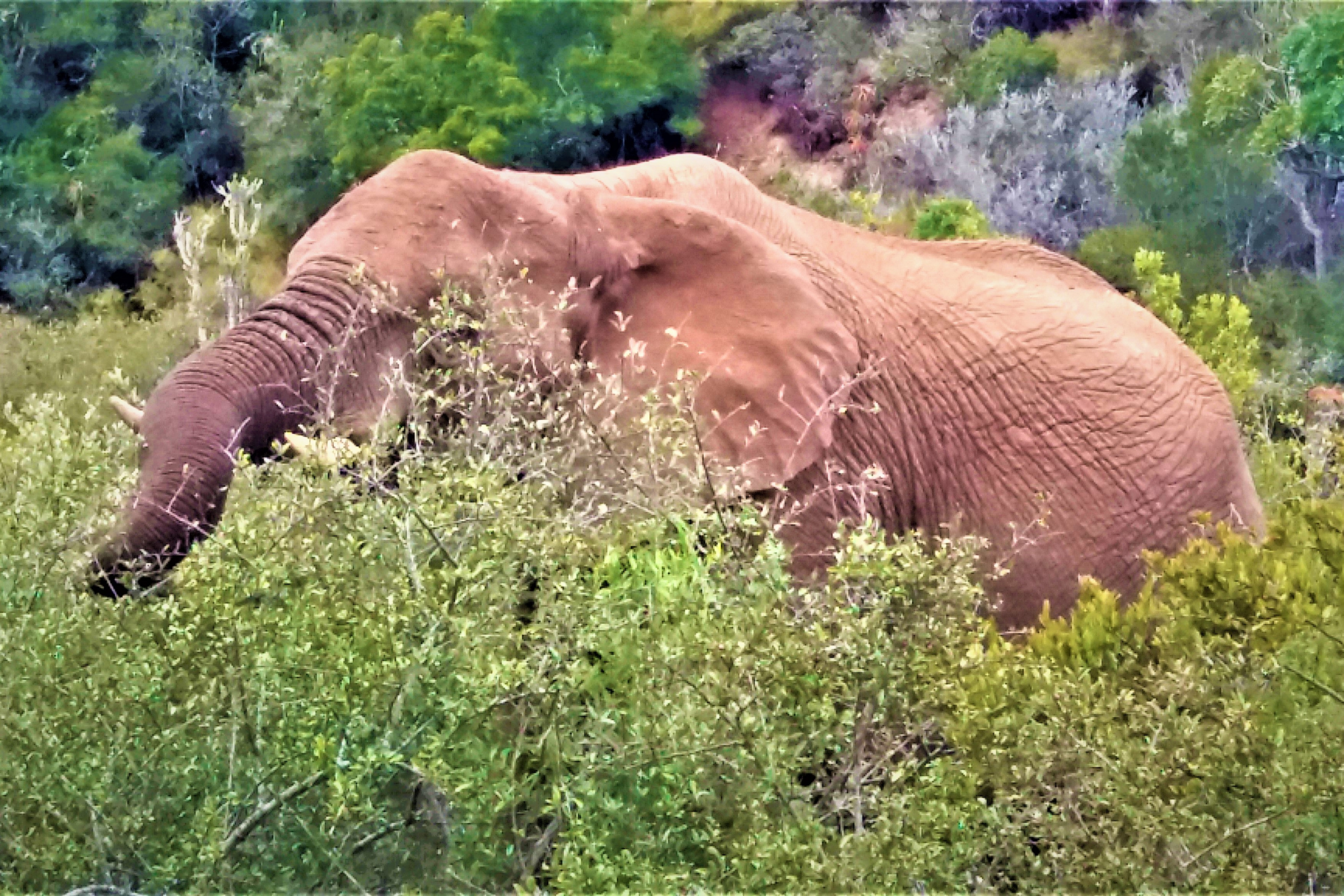 kariega game reserve (2).webp